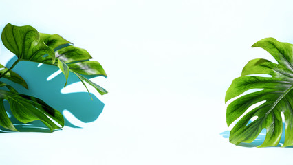 Summer background with monstera leaves, front view of a blank space for a text or product