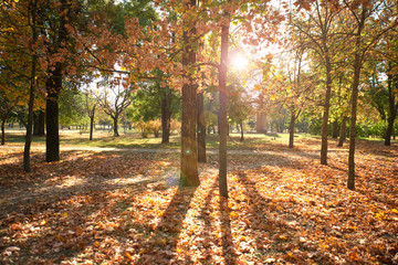 Naklejka premium empty city park without people on an autumn day