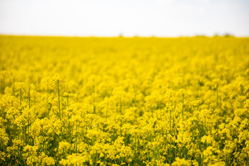 Rapeseed field with blue sky and clouds in summer