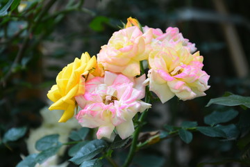 yellow rose with red rim blossoms in May