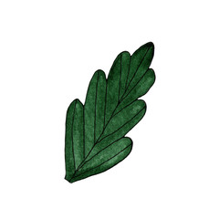 Watercolor painting of green leaf on white background. Illustration for greeting card, printing, wedding invitation, design. Floral design. Pansy's leaf.