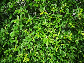 bush tree texture nature leaves background 