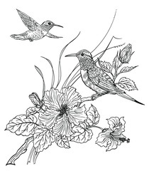 Two hummingbird birds and blooming hibiscus, contour black and white drawing, coloring book for adults and children.