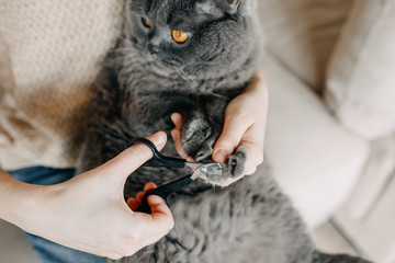 Woman trimming cat's nails at home with special scissors. Purebred british shorthair cat.