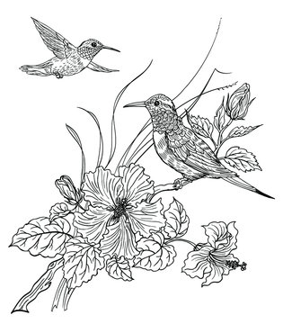 recommend clip art: Two hummingbird birds and blooming hibiscus, contour black and white drawing, coloring book for adults and children.