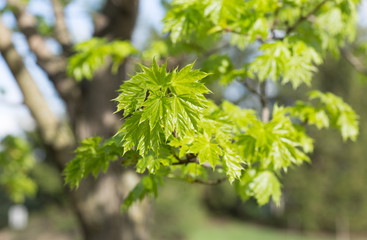 close up of a branch of a tree