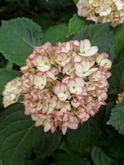 red hydrangeas blossom in summer 