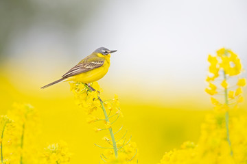 An adult yellow wagtail perched and singing on the blossom of a rapeseed field.
