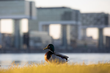 Ente geniesst den Sonnenuntergang in Köln auf den Pollerwiesen am Rhein. Im Hintergrund die Kranhäuser.