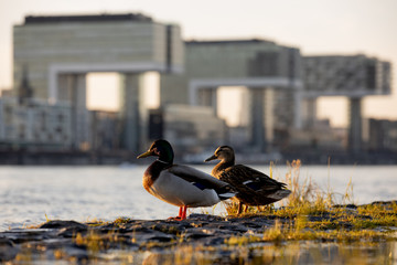 Romantisches Entenpaar beim Sonnenuntergang auf den Poller Wiesen in Köln am Rhein und geniesst die Aussicht auf die Kranhäuser