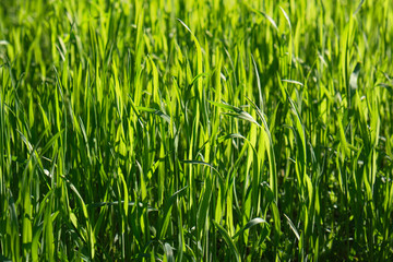 tall green growing grass in the park on a summer spring day