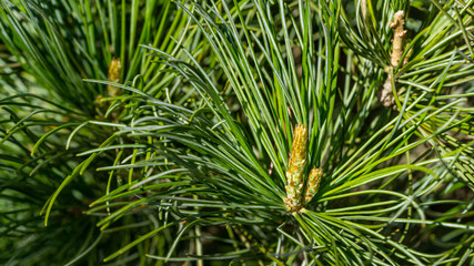 Naklejka na ściany i meble Japanese pine Pinus parviflora Glauca with young long shoots. Close-up of original two-tone green and silvery pine needles. Nature concept for spring design