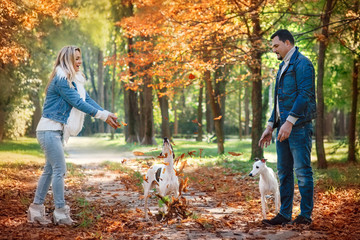beautiful lovely couple (woman and man) in jeans clothes walking with whippets dogs outdoor in...