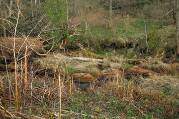 Forest windbreak in a ravine