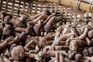 In the summer in the forest there a full baskets with edible mushrooms: boletus, chanterelle.