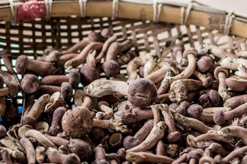In the summer in the forest there a full baskets with edible mushrooms: boletus, chanterelle.