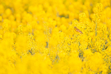 An adult yellow wagtail perched and singing on the blossom of a rapeseed field.