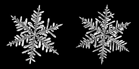 Two snowflakes isolated on black background. Illustration based on macro photos of real snow crystals: elegant stellar dendrites with fine hexagonal symmetry, complex inner details and ornate shapes.
