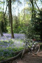 Cycling a beautiful bicycle in the woods during English bluebell blossom season