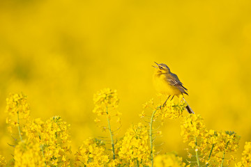 An adult yellow wagtail perched and singing on the blossom of a rapeseed field.