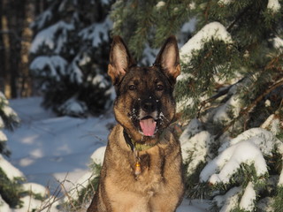 German shepherd portrait in the snow close-up