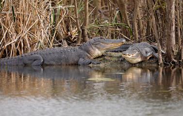 A pair of American Alligators resting on the bank of a Texas swamp. 