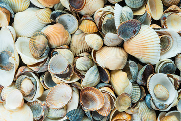 beautiful background and texture of nature sea shell pattern