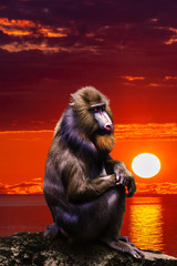 Mandrill Monkey  portrait  at sunset. Portrait of a mandrill.