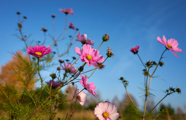 Obraz premium Pink-white flowers of Cosmos bipinnatus against a blue sky