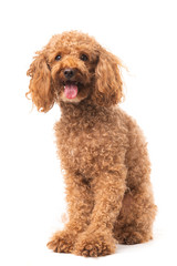 Red poodle isolated on white background