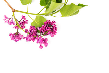 Beautiful blossoming lilac on white background. Space for text