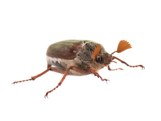 chafer beetle  isolated on white background