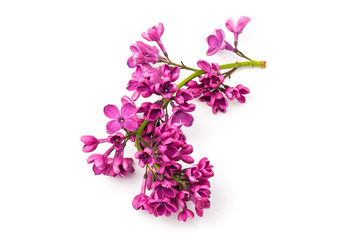 Beautiful blossoming lilac on white background. Space for text