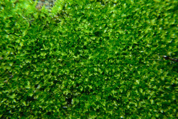 green grass background