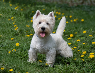 Portrait of a little white dog in spring or summer.