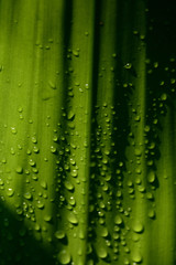 Drop of water on green leaf