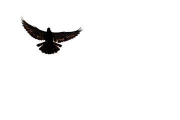 An isolated image with white background of a flying dove in the air. The picture of a flying dove is a symbol of freedom.