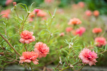 Close-up view of the Japanese roses in the garden.