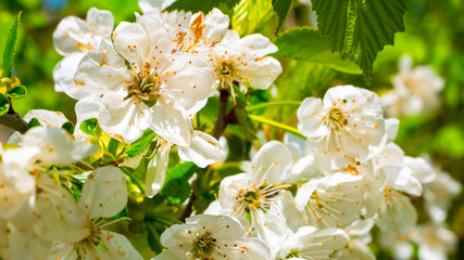 Obraz premium A large amount of white flowers on a background of green leaves