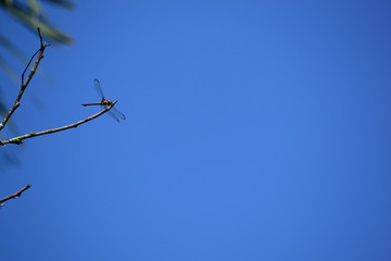 dragonfly on a tree
