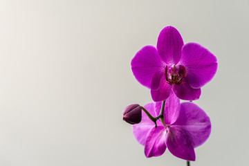 Fototapeta na wymiar Close-up of bright purple Phalaenopsis orchid flower, known as Moth Orchid or Phal, on light gray background. Nature concept for design. Place for your text