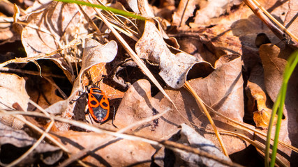 A close shot of a red insect among dry leaves