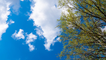 A view of sky with clouds and green tree branches