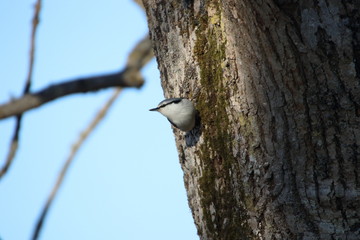 Cute nuthatch on the tree