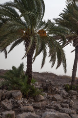 Obraz premium Palm tree in the ruins of Megiddo, Israel