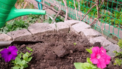 Pour water into the ground with watering cans to plant flowers.