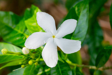 Soft focus on green leaves in the background, close up of jasmine flowers
