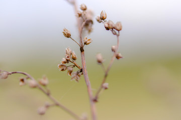 willow branches with buds