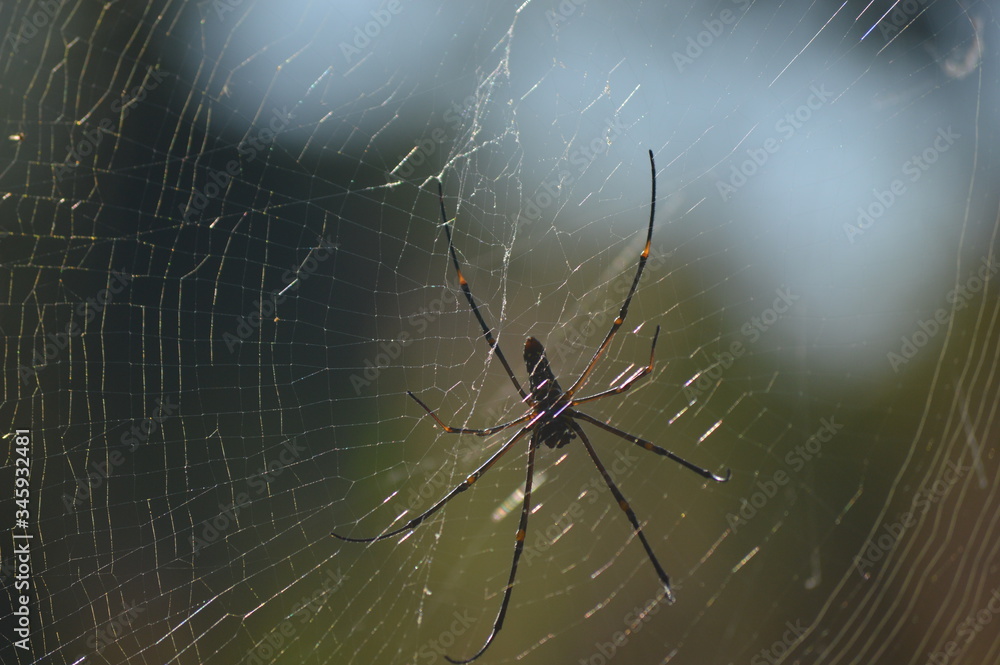 Wall mural spider in the middle of its web
