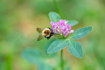 A closeup of a bee on a purple clover flower
